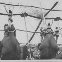 Circus: Elephant Act.