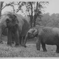 Elephants: Before Their Act.