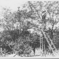 Crop: Picking Cherries.