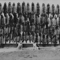 Pelts and Hunting Dogs, &quot;Raleigh&quot; and &quot;Rock&quot;. 1923.