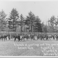 Lovell Farm, Etc.: Horses.