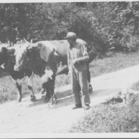 Livestock: Oxen.