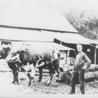 Oxen Hauling Logs. Gage Mill.