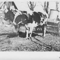 Sugaring: Sap Gathering with Oxen.