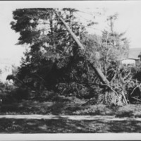 Hurricane: 9/21/1938: Williams Terrace. Lynch Residence.