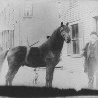 Livestock: Horse &quot;Carmont&quot; held by L.T. Lovell.