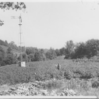 Crop: Tomatoes (Windmill).