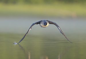loon flying